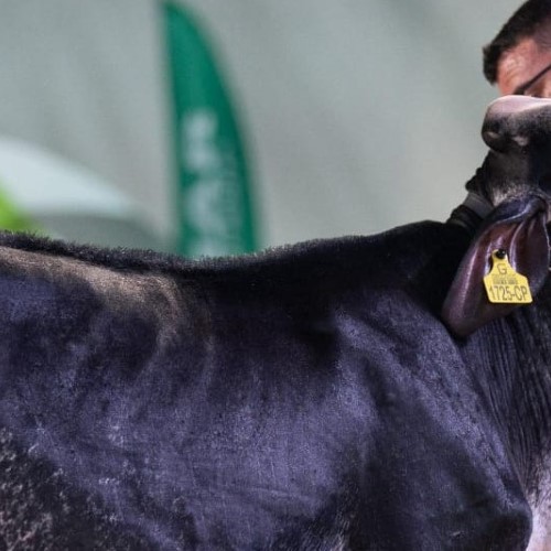 Expo Girolando 2026 vai movimentar Barra Mansa e destacar a força do agronegócio leiteiro